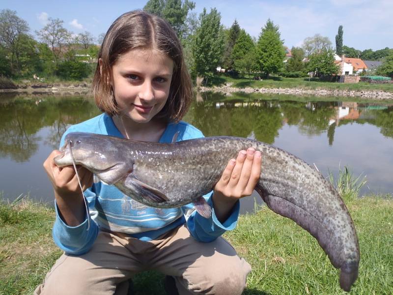 Soutěžní číslo 83 - Kateřina Maláníková, sumec, neměřen, nevážen.