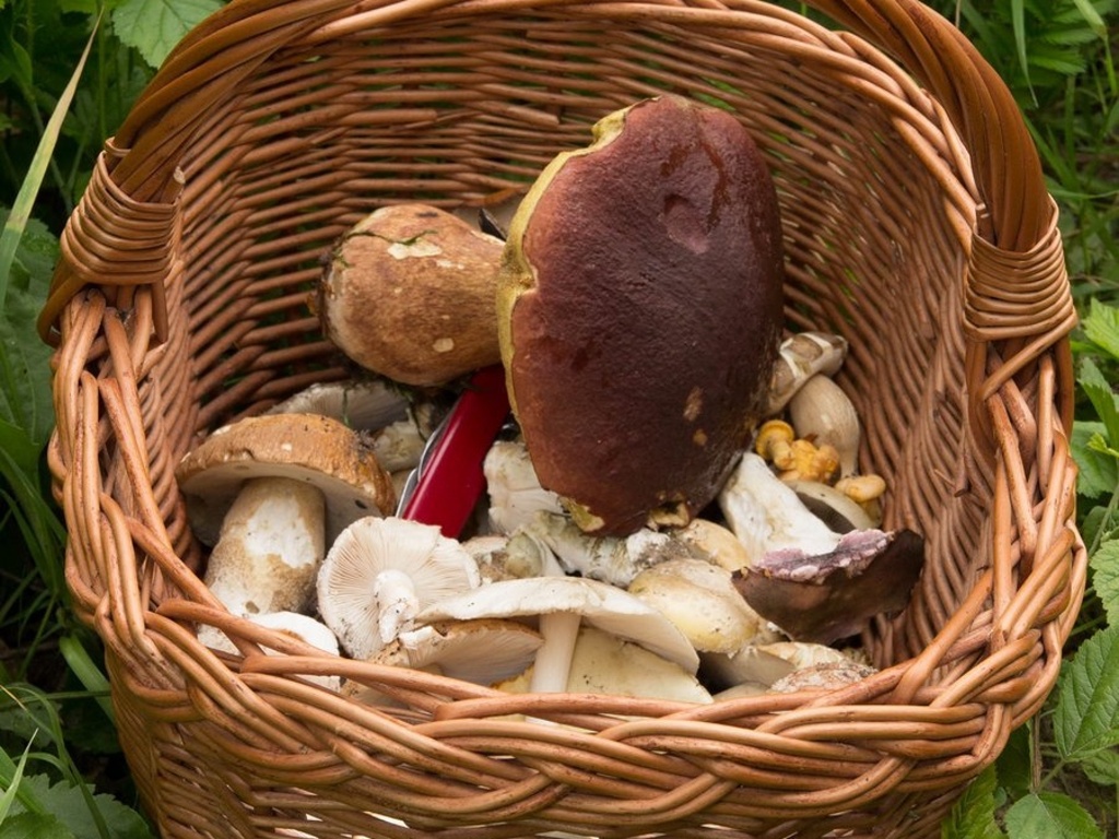 Mykologové a jejich příznivci si v sobotu vyrazili na houby - Slovácký deník