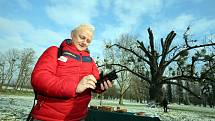 Ořešák černý ( juglans nigra)  Evropský strom roku 2018 zámecký park v Kvasicích. Rob McBride