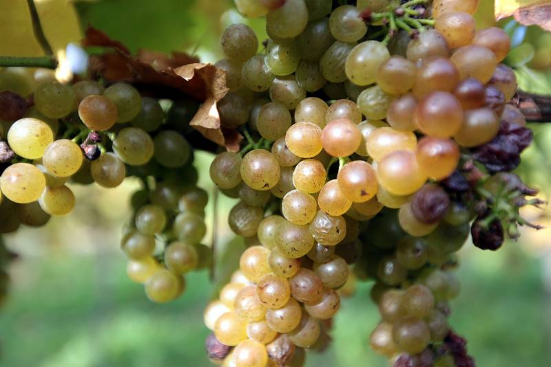 Vinobraní v rodinném vinařství Vaďura v Polešovicích. Viniční trať Míšky, odrůda Floriánka