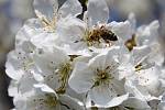 VČELKY LÉKÁRNICE. Pilné včeličky se starají o život na zemi i o naše zdraví.
