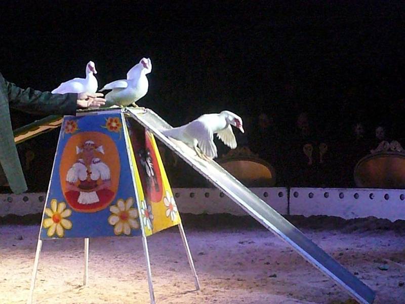 Cirkus Berousek Sultán si hradišťské obecenstvo získal dechberoucími kousky akrobatů i drezůrami mnoha druhů zvířat