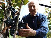 Vinařský odborník František Jakubík ve svém vinohradu prohlíží hrozny s vysokou cukernatostí.