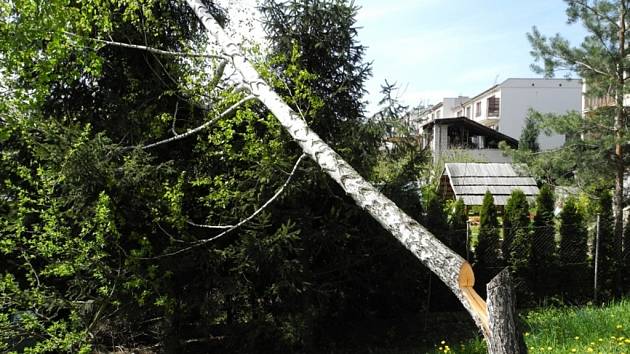 U bytového domu v Šumicích noční dřevorubec pokácel břízu, která poté nekontrolovaně spadla na sousední pozemek.