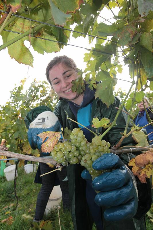 Vinobraní v rodinném vinařství Vaďura v Polešovicích. Viniční trať Míšky, odrůda Floriánka