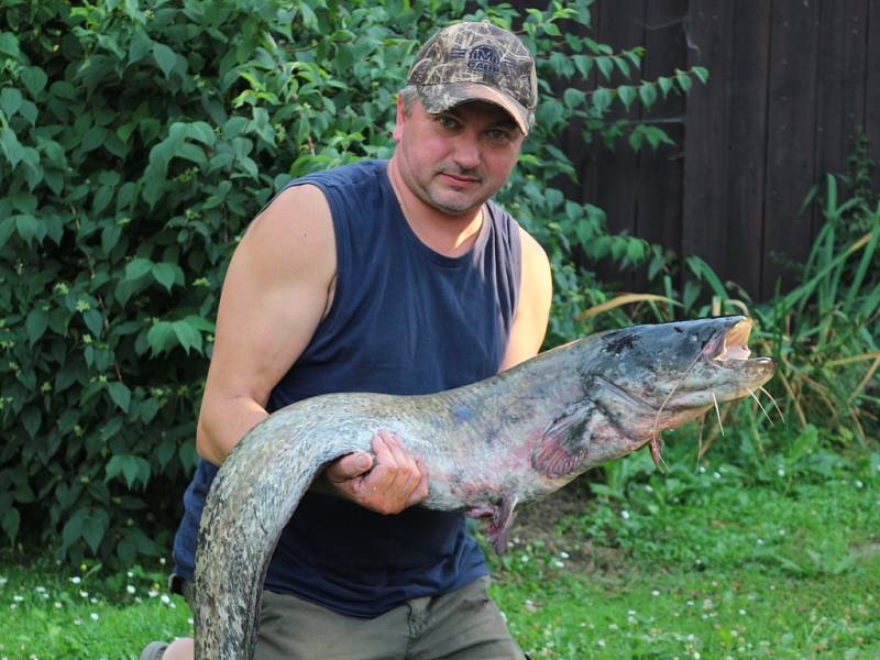 Soutěžní číslo 108 – Václav Ošlejšek, sumec, 125 cm, 11,6 kg, uloven na Slezské Hartě.