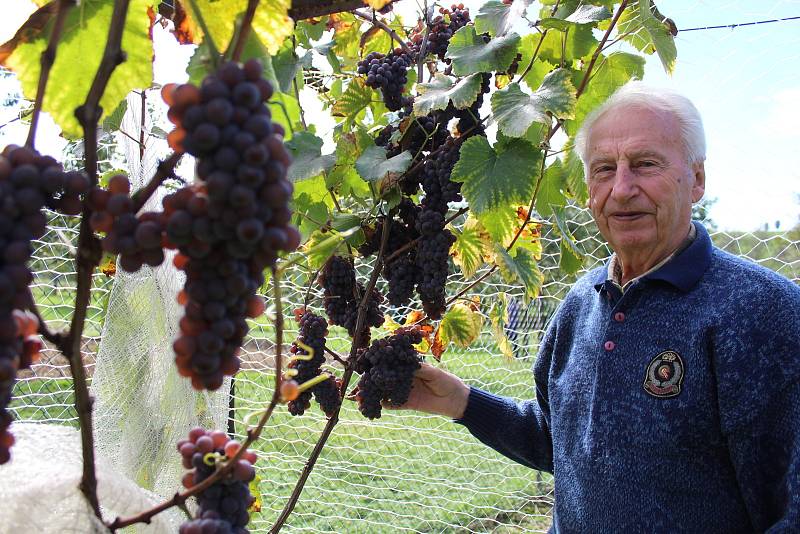 Proti náletům špačků chrání František Jakubík svůj vinohrad ve Zlechově sítěmi.