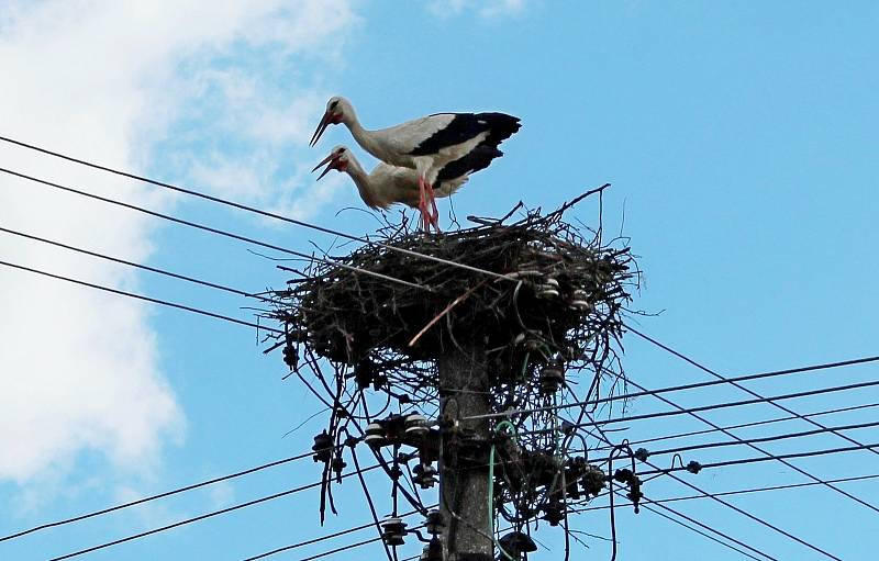 Čapí rodinka okupuje v Kostelanech nad Moravou dva sloupy elektrického vedení.