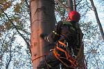 Hasiči pomáhali paraglidistovi uvízlému na stromě.