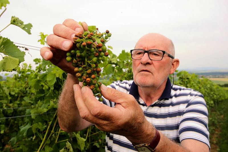 Bouřka a krupobití zasáhlo úrodu ve vinicích v Polešovicích.Vinař Jaroslav Vaďura prohlíží poškozené hrozny odrůdy Hibernal.