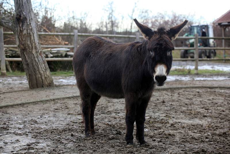 Minizoo ve Starém městě.