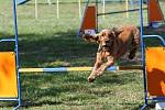 Závodnice Agility klubu Zlechov posbíraly na mistrovství republiky čtyři medaile.