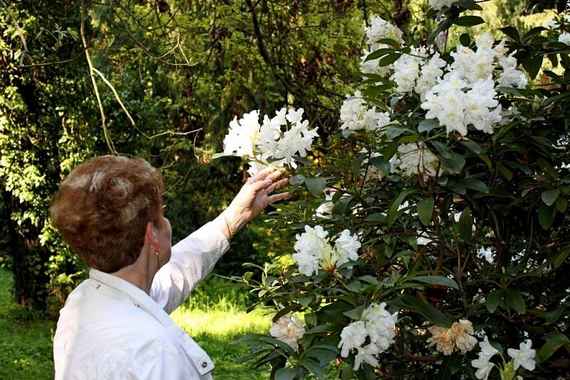 Kvetoucí rododendrony jsou pastvou nejen pro oči, ale i pro fotografy.