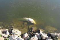 Úhyn ryb v řece Moravě v Uherském Hradišti