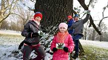 Ořešák černý ( juglans nigra)  Evropský strom roku 2018 zámecký park v Kvasicích. Rob McBride