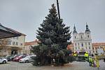 Do centra Hradiště přivezli vánoční strom. Je jím stříbrný smrk ze Starého Města
