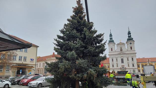 Do centra Hradiště přivezli vánoční strom. Je jím stříbrný smrk ze Starého Města