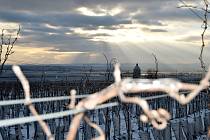 Zima ve vinohradech. Ilustrační foto