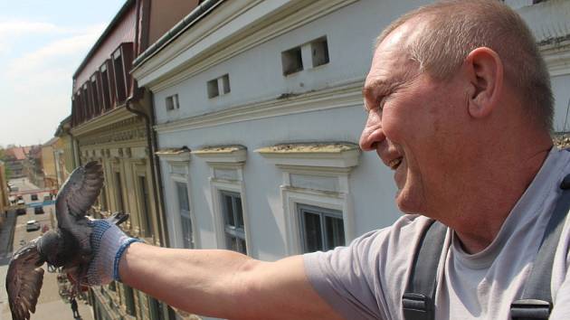 Bohumil Michalec v tomto období začíná po uherskohradišťských střechách sbírat holubí vajíčka i čerstvá mláďata. 