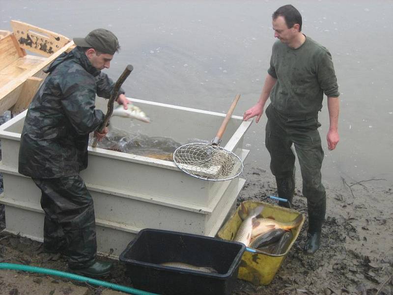 Z rybníku známého v Březové jako koupaliště bylo vyloveno 12q ryb – z toho 900 kg kaprů, 250 kg amurů, neurčené množství tolstolobiků, štik a candátů. Prodalo se neuvěřitelné množství 11q.