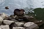 Vodní krysa, alias nutrie říční na břehu řeky Moravy v Uherském Hradišti