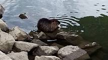Vodní krysa, alias nutrie říční na břehu řeky Moravy v Uherském Hradišti