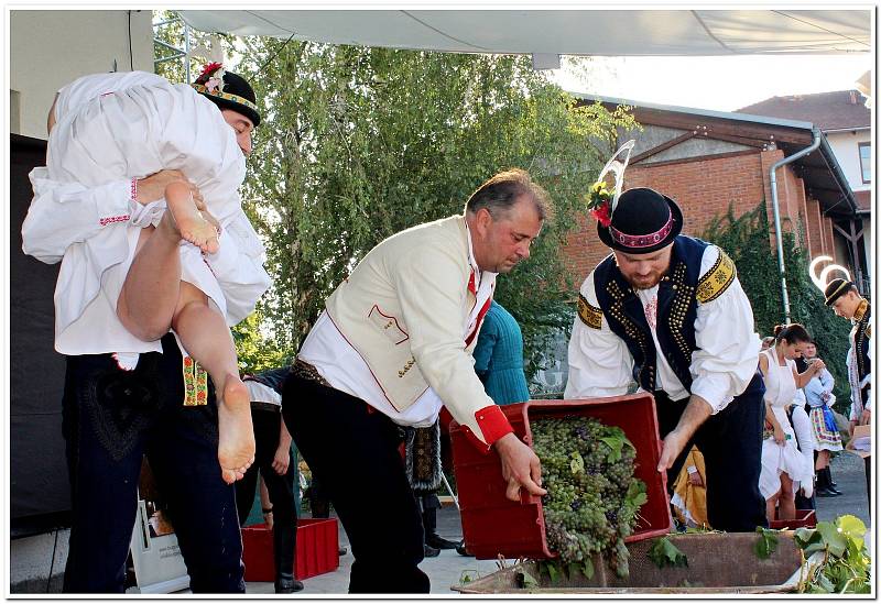 Šlapání hroznů ve Vinařství Dvůr pod Starýma horama