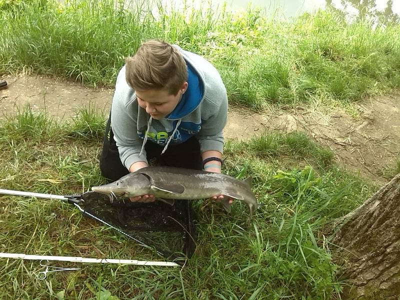 Soutěžní číslo 80 – Marek Indrák, jeseter, 105 cm, nevážen.