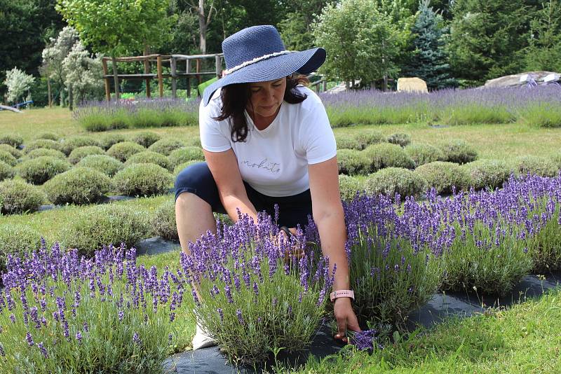 Levandulová farma rodiny Přikrylovy. Ivana Přikrylová pří sklizni.