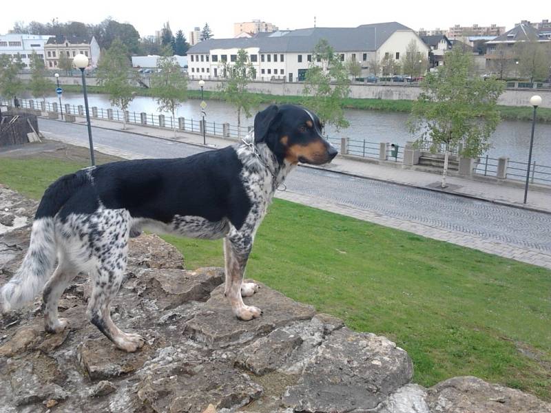 MARLEY. Psí štramák se při procházce zastavil na přerovských hradbách a zadíval se do okolí města. 