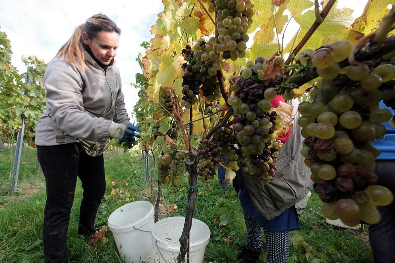 Vinobraní v rodinném vinařství Vaďura v Polešovicích. Viniční trať Míšky, odrůda Floriánka