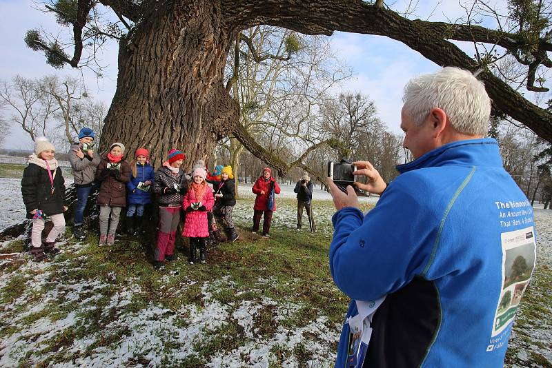 Ořešák černý ( juglans nigra)  Evropský strom roku 2018 zámecký park v Kvasicích. Rob McBride