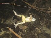 Mrtvé žáby a ryby v nádrži Lubná u Korytné