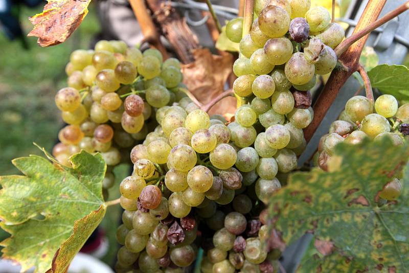 Vinobraní v rodinném vinařství Vaďura v Polešovicích. Viniční trať Míšky, odrůda Floriánka