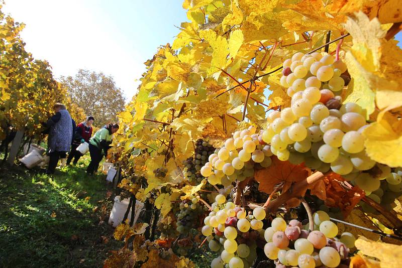 Vinobraní v rodinném vinařtví Vaďura v Polešovicích.Viniční trať Míšky  odrůda Ryzlink rynský