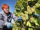 Vinobraní v rodinném vinařtví Vaďura v Polešovicích.  Odrůda Rulanské bílé viniční trať Míšky