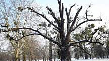 Ořešák černý ( juglans nigra)  Evropský strom roku 2018 zámecký park v Kvasicích. Rob McBride