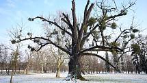 Ořešák černý ( juglans nigra)  Evropský strom roku 2018 zámecký park v Kvasicích. Rob McBride