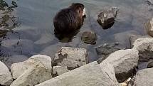 Vodní krysa, alias nutrie říční na břehu řeky Moravy v Uherském Hradišti