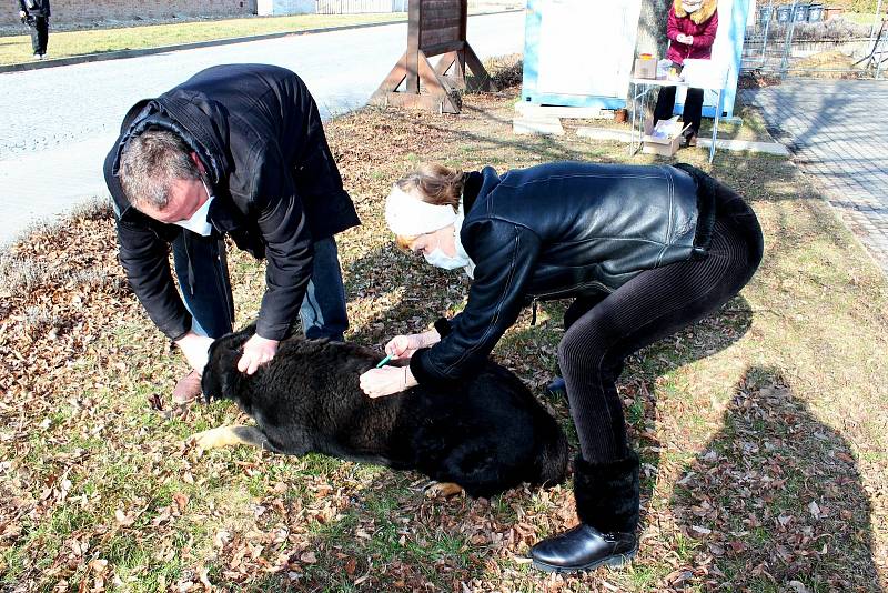 Očkování psů na Slovácku - březen 2021