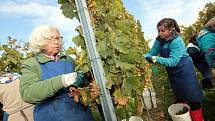 Vinobraní v rodinném vinařství Vaďura v Polešovicích. Viniční trať Míšky, odrůda Floriánka