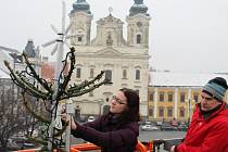 Redaktorka Adéla Buráňová už ví, co obnáší věšet světýlka na devítimetrový vánoční strom.