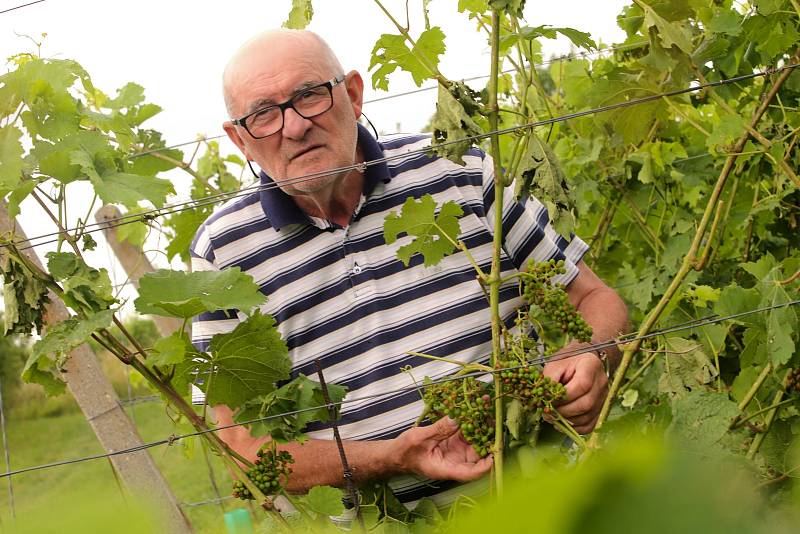 Bouřka a krupobití zasáhlo úrodu ve vinicích v Polešovicích.Vinař Jaroslav Vaďura prohlíží poškozené hrozny odrůdy Hibernal.