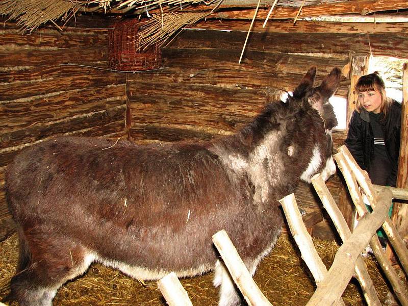 Oslík Figo by se jistě rád proběhl areálem skanzenu.