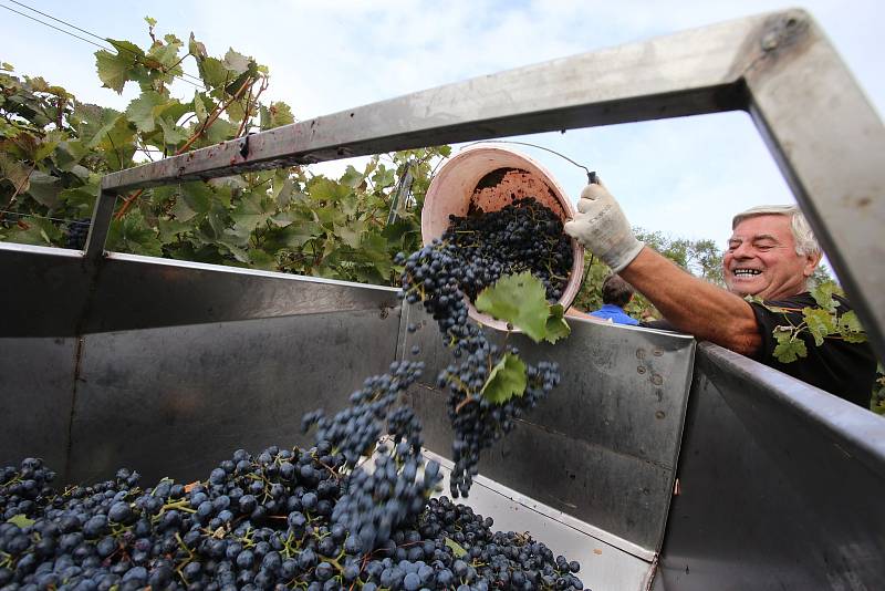 Vinobraní v rodinném vinařství Vaďura v Polešovicích. Viniční trať Nové hory, odrůda vína dornfelder.