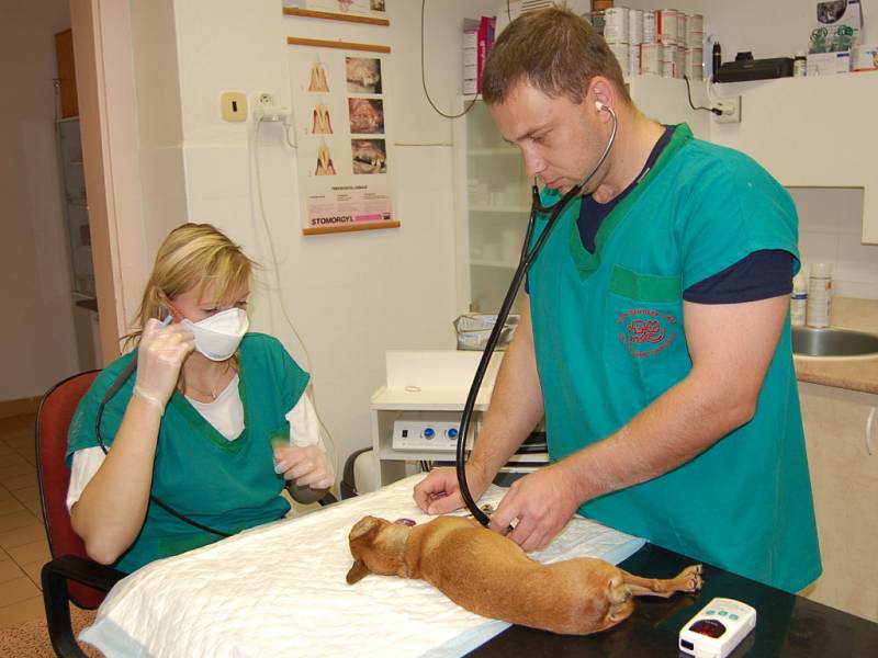 Zvířecí infekce tvoří v ordinaci staroměstského veterináře Františka Luňáka zhruba třicet až pětatřicet procent případů.