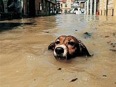 Symbol červencových povodní v roce 1997. Ilustrační foto.