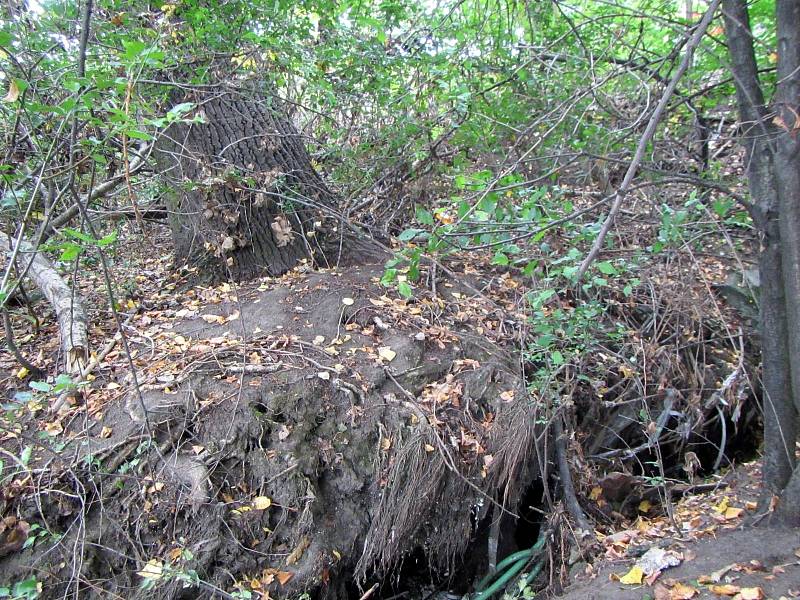 Vyvrácený strom zablokoval ve čtvrtek 7. září krátce před polednem dopravu ve Starém Městě na ulici Velehradská.