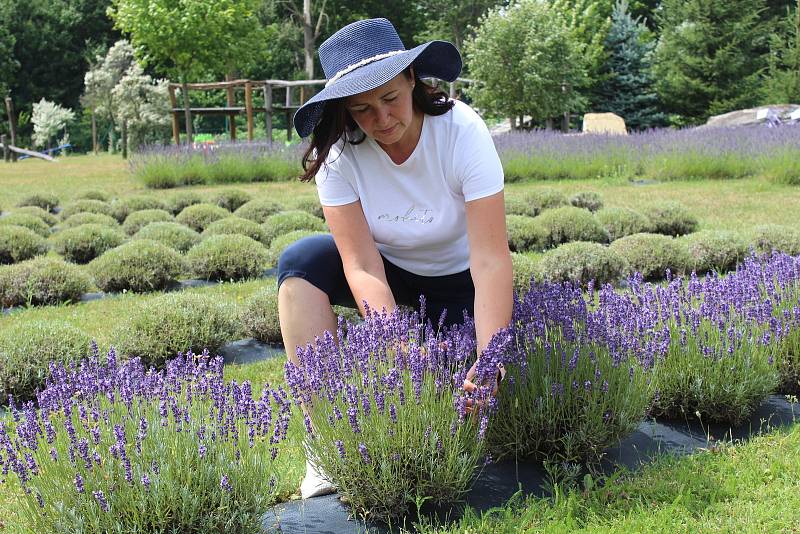 Levandulová farma rodiny Přikrylovy. Ivana Přikrylová pří sklizni.