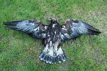 Mrtvého orla skalního našli vloni u Částkova.